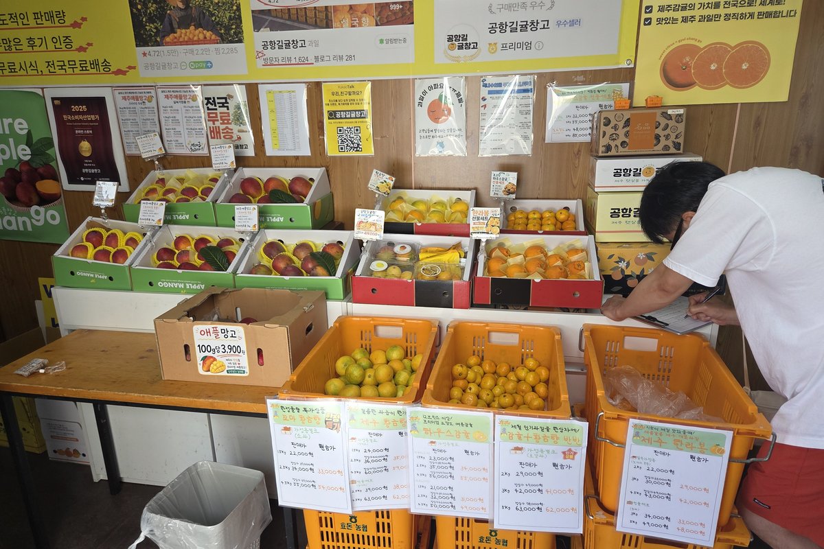 제주 공항길귤창고 하우스감귤 황금향 과일 진열대