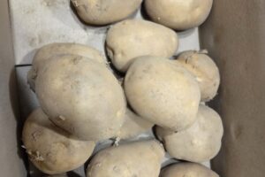 마운자로 26일차 택배로 한 박스 가득 온 감자 썸네일